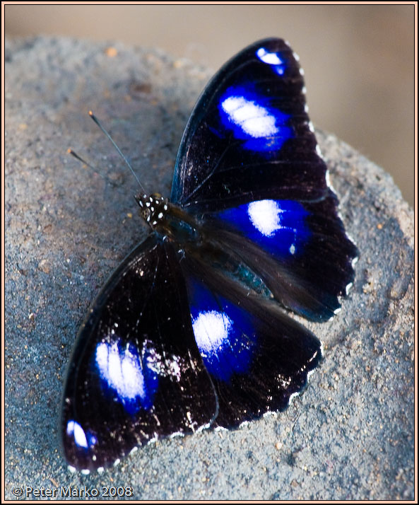 WV8X8557.jpg - Butterflies, Sydney, Australia.